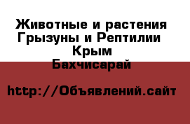 Животные и растения Грызуны и Рептилии. Крым,Бахчисарай